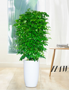 探寻宁波鄞州植物租摆价格的奥秘所在