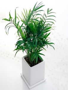 探寻杭州湾绿植租摆价格真相，快戳进来看看！