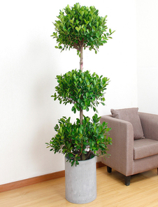 解锁余姚专业绿植租摆，焕新您的生活空间