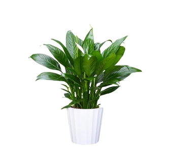 宁波杭州湾盆景租摆